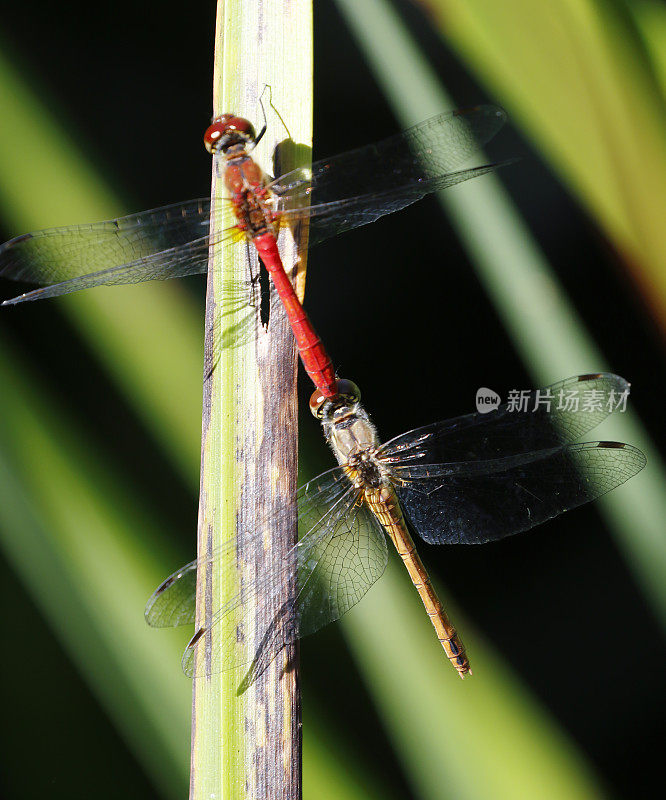 红箭蜻蜓(Sympetrum sanguineum)交配